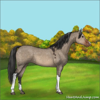 Horse Color:Brown Dun Appaloosa 