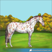 Horse Color:Nacre Sable Champagne Onyx Near Leopard 