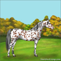 Horse Color:Brown Appaloosa 
