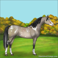 Horse Color:White Spotted Brown Dun Splash 