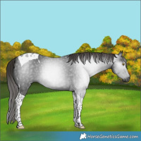 Horse Color:Gray Liver Chestnut Tobiano 