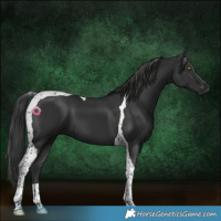 Horse Color:Platinum Liver Chestnut Tobiano 