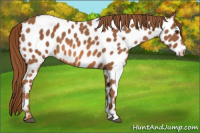 Horse Color:Chestnut Near Leopard