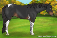 Horse Color:Gray Liver Chestnut Tobiano