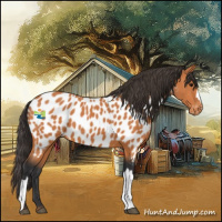 Horse Color:Bay Appaloosa 