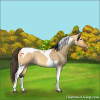 Horse Color:Buckskin Dun Tobiano 