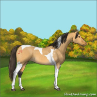 Horse Color:Buckskin Dun Tobiano 