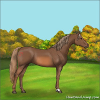 Horse Color:Chestnut Rabicano 