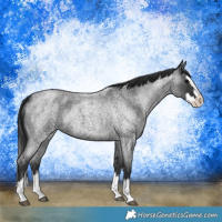 Horse Color:Blue Roan Splash 