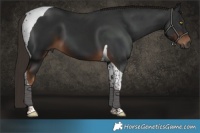 Horse Color:Gray Liver Chestnut Tobiano 