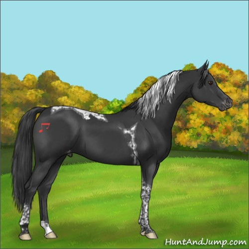 Horse Color:Black Tobiano Appaloosa 