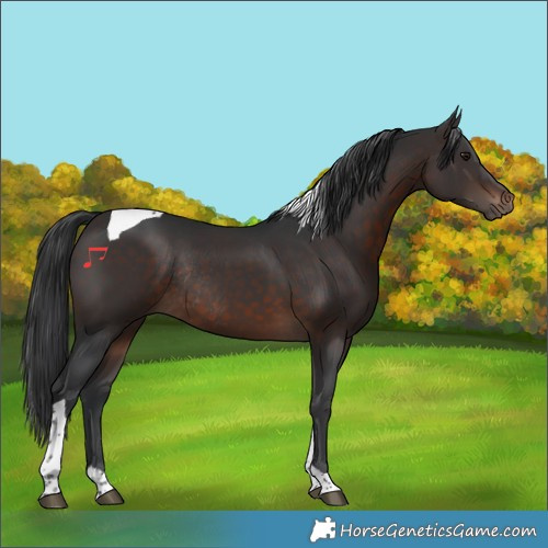 Horse Color:Brown Tobiano Rabicano 