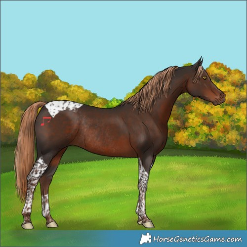 Horse Color:Liver Chestnut Tobiano Rabicano