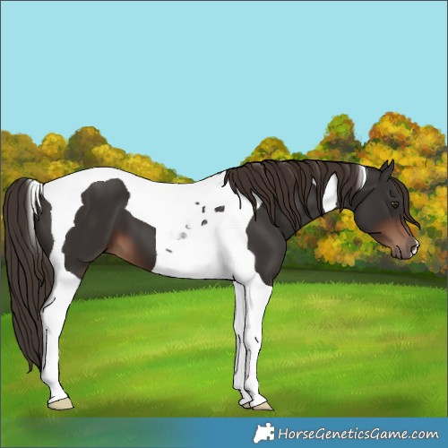 Horse Color:Liver Chestnut Tobiano 