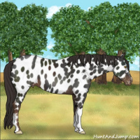 Horse Color:Liver Chestnut Appaloosa