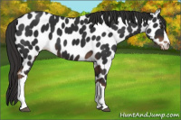 Horse Color:Liver Chestnut Leopard 