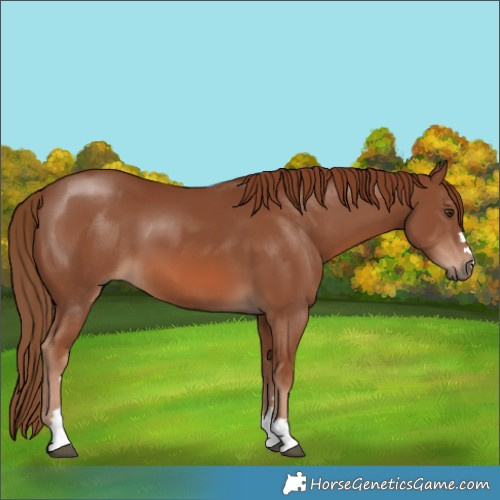 Horse Color:Chestnut 