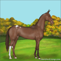 Horse Color:Liver Chestnut Appaloosa