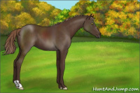 Horse Color:Liver Chestnut 