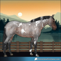 Horse Color:White Spotted Brown Roan
