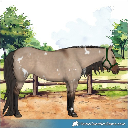 Horse Color:White Spotted Liver Red Dun Rabicano