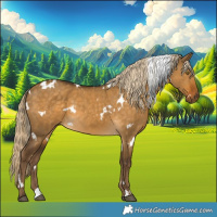 Horse Color:White Spotted Chocolate Palomino Dun Rabicano 