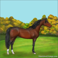 Horse Color:Brown 