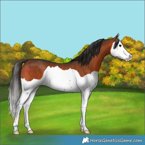Horse Color:Bay Splash 