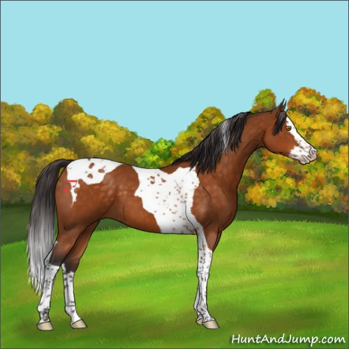 Horse Color:Buckskin Splash Tobiano 