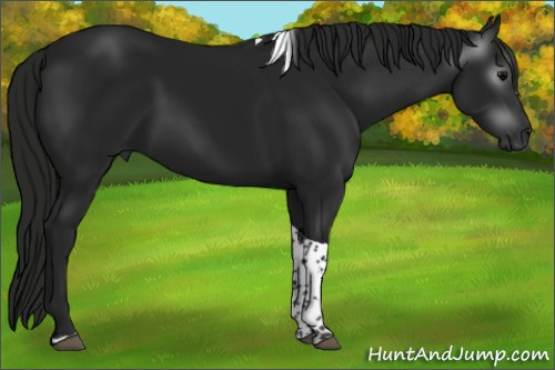 Horse Color:Gray Black Tobiano 