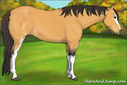 Horse Color:White Spotted Buckskin 