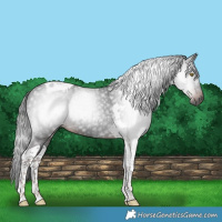 Horse Color:Gray Liver Chestnut Tobiano 