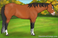Horse Color:Bay Splash Frame 