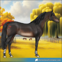 Horse Color:Brown Tobiano