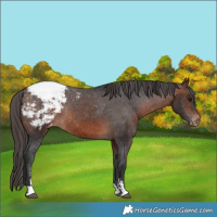 Horse Color:Brown Sabino Appaloosa Rabicano 