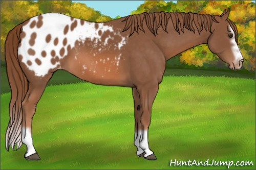 Horse Color:Chestnut Splash Frame Appaloosa 