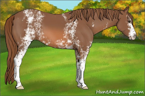 Horse Color:White Spotted Chestnut 