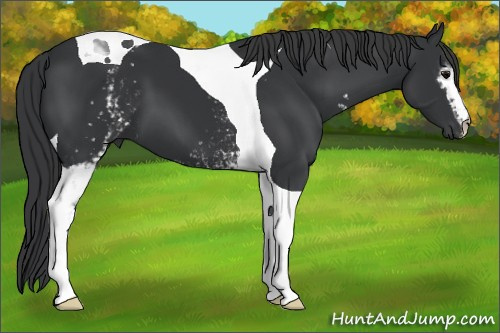 Horse Color:White Spotted Black Tobiano 