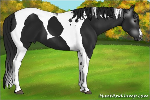 Horse Color:Gray Black Tobiano 