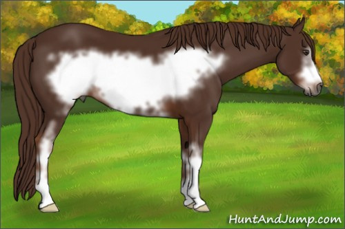 Horse Color:Gray White Spotted Chestnut Frame 