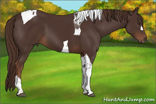 Horse Color:Liver Chestnut Tobiano 