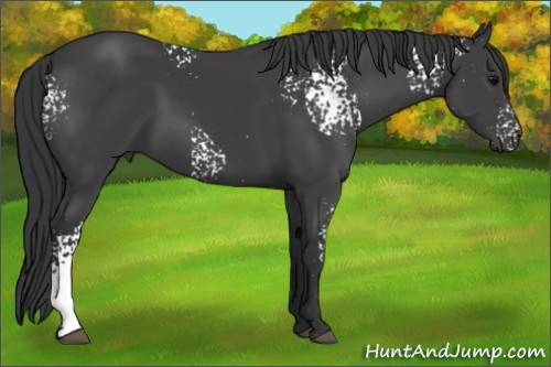Horse Color:White Spotted Black 
