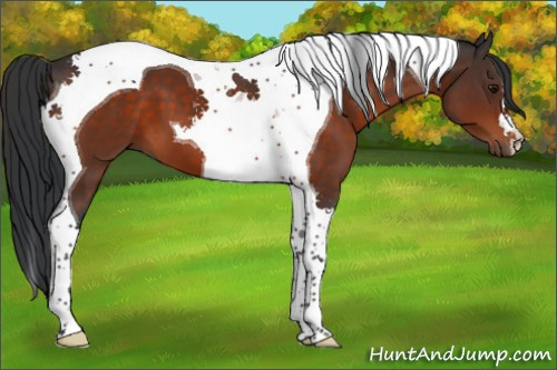 Horse Color:Brown Tobiano 