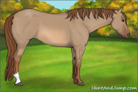 Horse Color:Red Dun 