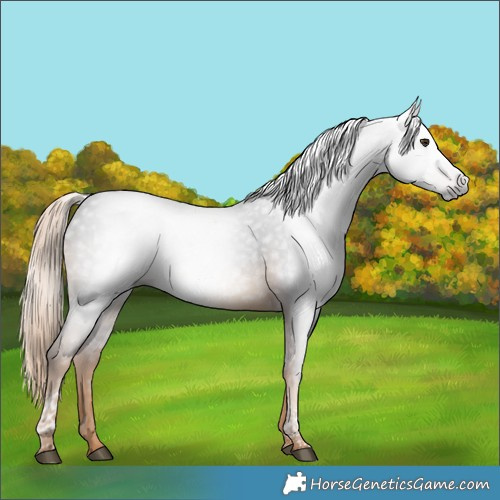 Horse Color:Gray Chocolate Palomino Tobiano 