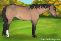 Horse Color:Bay Dun 