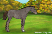 Horse Color:Liver Red Ice Roan Rabicano 