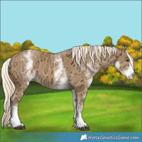 Horse Color:White Spotted Palomino Ice 