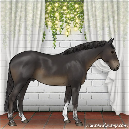 Horse Color:Smoky Black Tobiano Rabicano 
