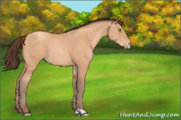Horse Color:Amber Champagne Appaloosa 